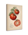 Kitchen canvas print - Fruit Vintage Tomato | FEEBY