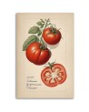 Kitchen canvas print - Fruit Vintage Tomato | FEEBY