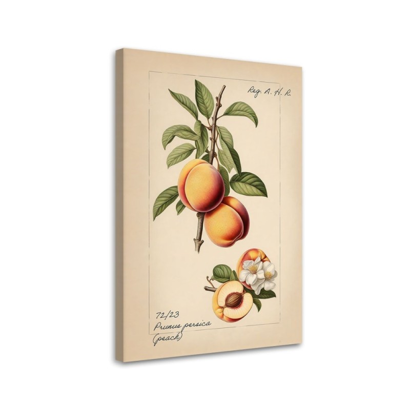 Picture for kitchen - Vintage fruit Peach | FEEBY