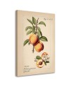 Picture for kitchen - Vintage fruit Peach | FEEBY
