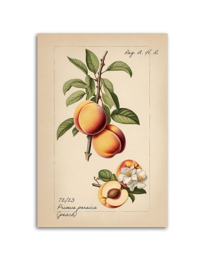 Picture for kitchen - Vintage fruit Peach | FEEBY
