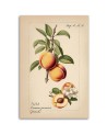 Picture for kitchen - Vintage fruit Peach | FEEBY
