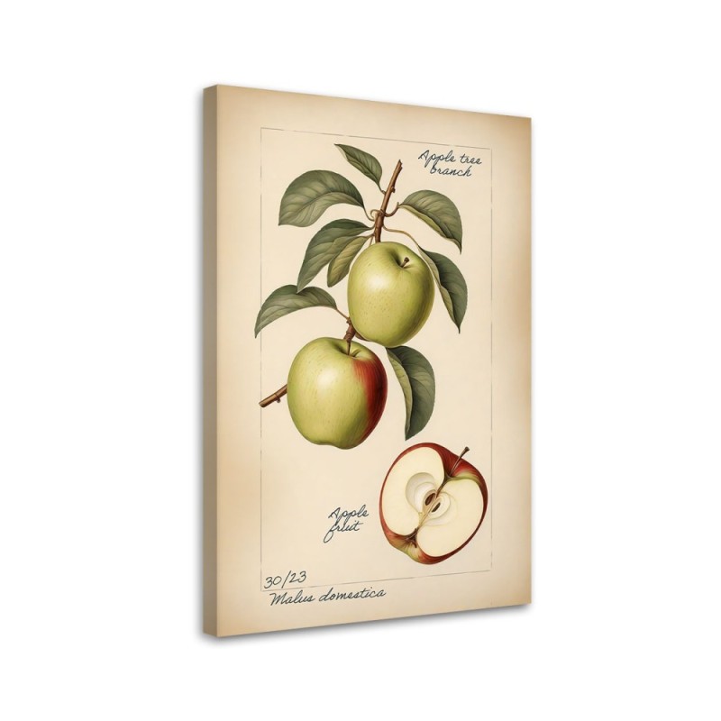 Picture for restaurant - Fruit Vintage Apple | FEEBY