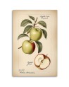 Picture for restaurant - Fruit Vintage Apple | FEEBY