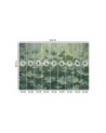 Wallpaper - Flowering green water lilies | FEEBY