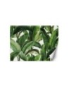 Wall mural for bedroom - Green tropical leaves | FEEBY