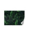 Wallpaper - Exotic leaves in monochrome green | FEEBY