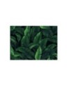 Wallpaper - Exotic leaves in monochrome green | FEEBY